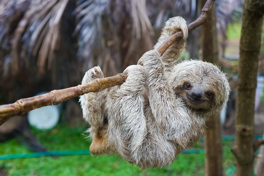 three-toed sloth hanging from branch
